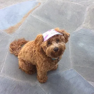 A 1-year-old Labradoodle named Tiffany, a treasure and a very good girl.