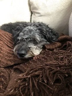 A 15-year-old Labradoodle named Comet, a terrific dog feeling his age but still friendly.