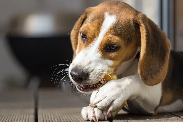 A 9-month-old Beagle puppy actively chews on a dental treat, emphasizing the importance of dental chew toys for maintaining oral hygiene in growing dogs.