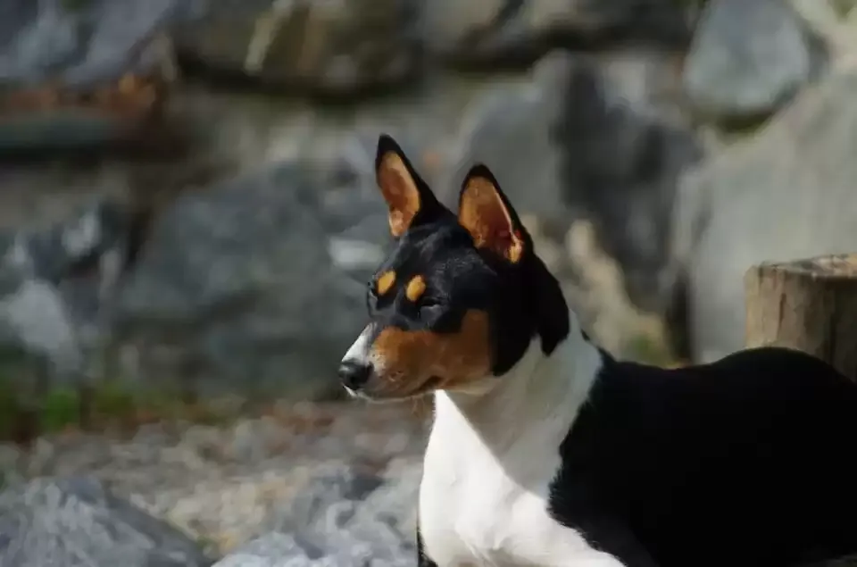 A Basenji dog with short, sleek fur standing attentively.