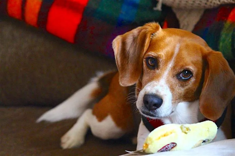A Basset Hound puppy looking attentively at the camera with a yellow chew toy in front of it.