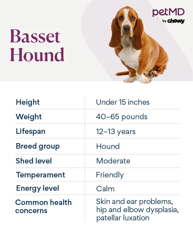 A Basset Hound puppy sitting attentively