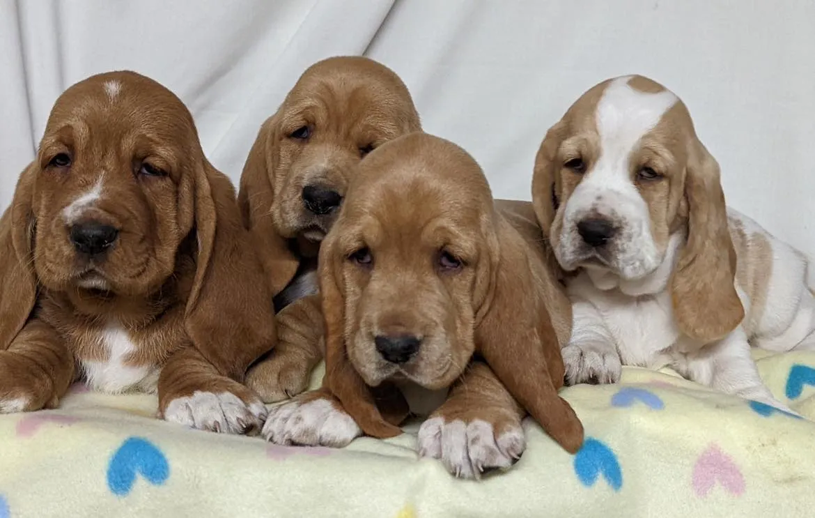 A Basset Hound puppy with its tongue slightly out, looking curious.