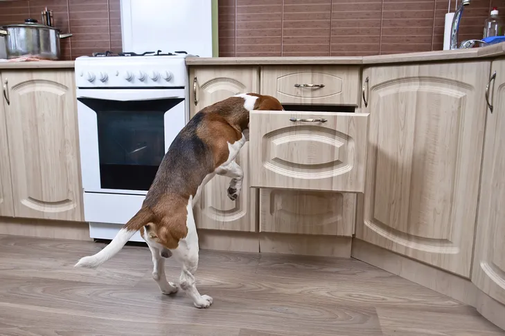 A Beagle dog searching through items in a kitchen drawer.