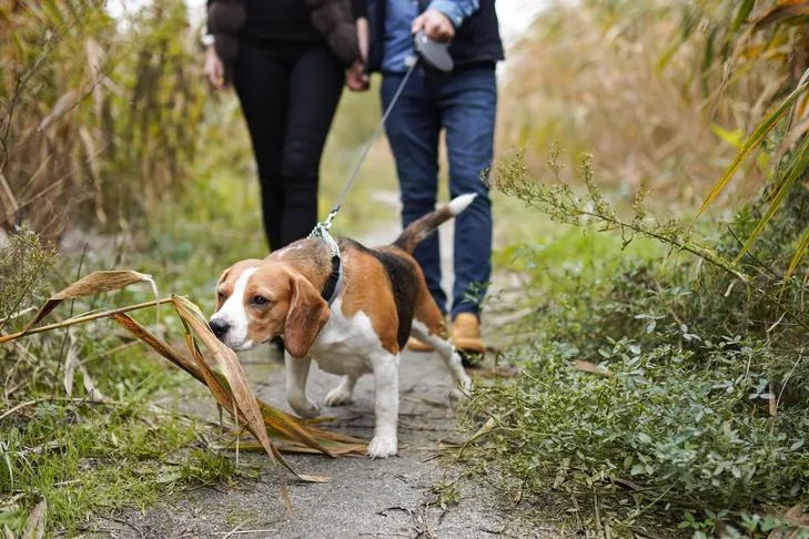 A Beagle on a leash, eagerly pulling to sniff something on a walk outdoors.