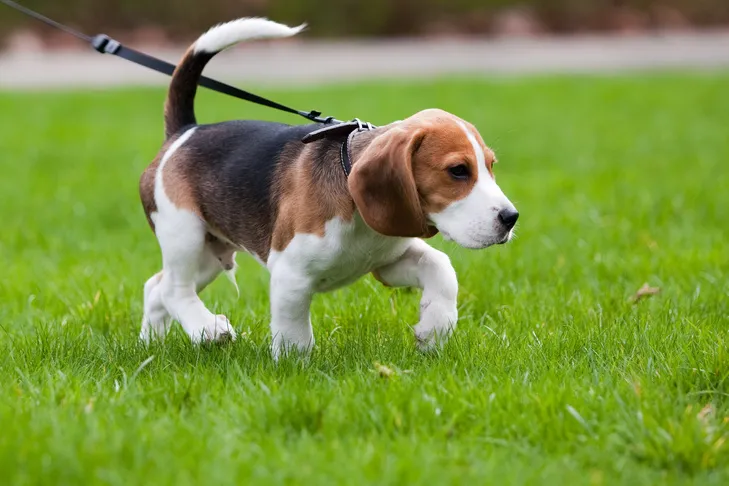 A Beagle puppy on a leash walking in green grass, learning outdoor potty habits