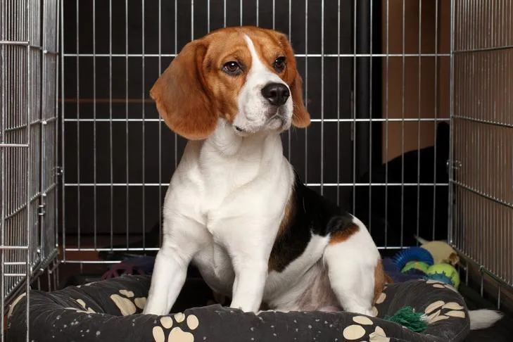 A Beagle sitting attentively in its open crate, looking alert and ready to learn.