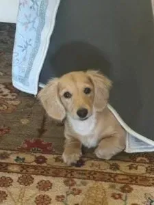 A beautiful long-haired dachshund puppy getting groomed