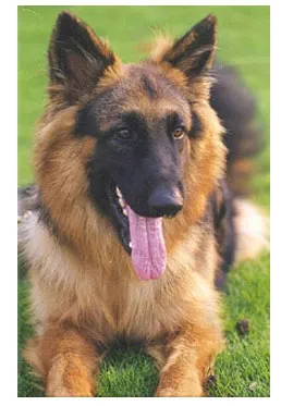 A beautiful long-haired German Shepherd with a classic black and tan coat, standing alertly.