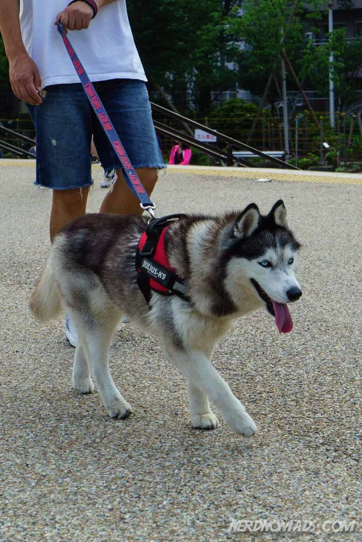 A beautiful Siberian Husky dog in Tokyo, reminiscent of the author's own pet