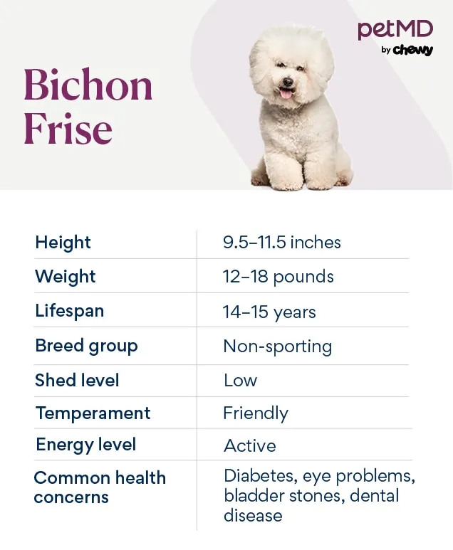 A Bichon Frise looking curiously at a bowl of mixed nuts and fruits.