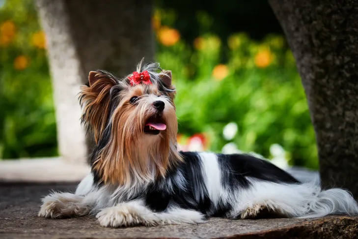 A Biewer Terrier resting peacefully on green grass, highlighting a healthy dog free from skin yeast infections.