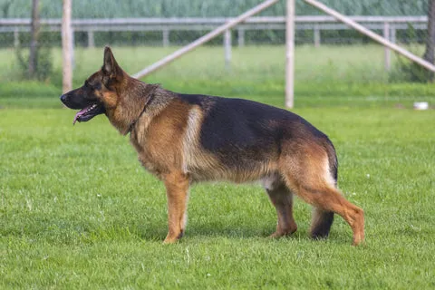 A black and tan working line German Shepherd standing alert