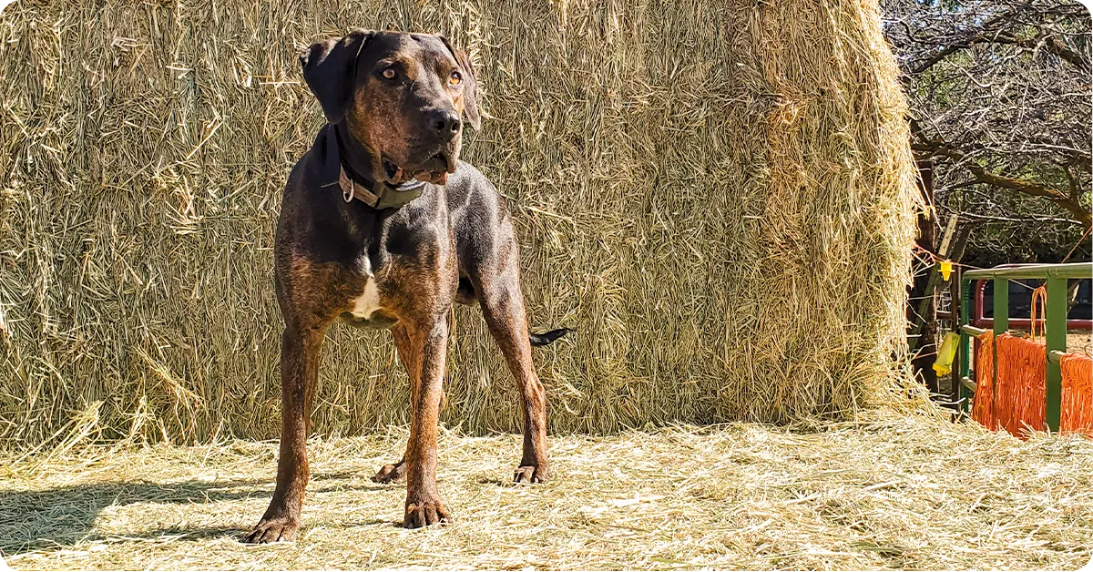 A black and white Catahoula Leopard Dog looking alert