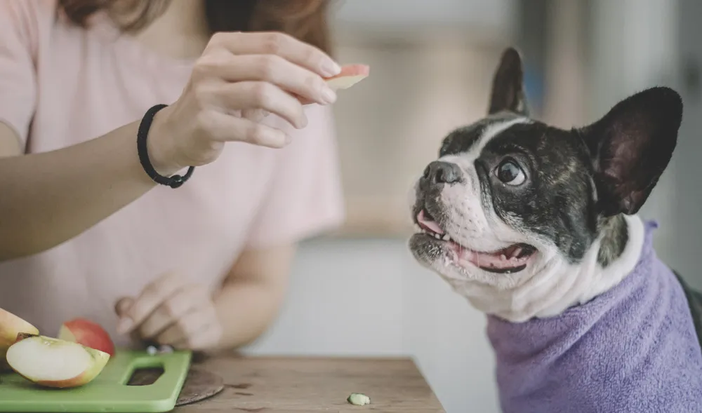 A black and white French Bulldog being hand-fed an apple slice by its owner