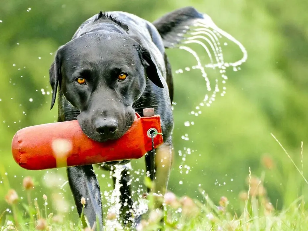 A black and white Portuguese Water Dog swimming in a lake, retrieving a dummy.
