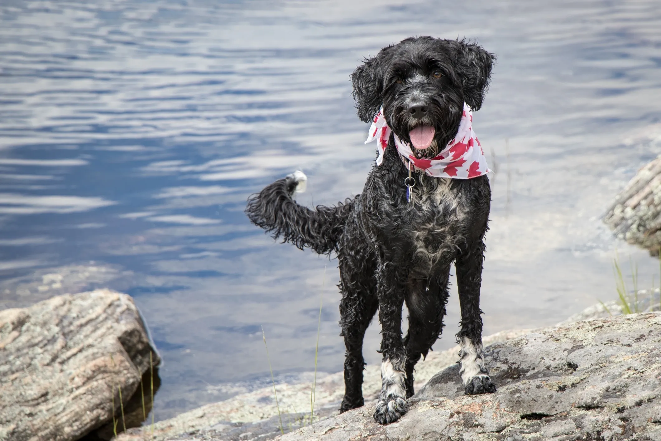 A black and white Portuguese Water Dog wearing a red bandana stands near the water, looking attentive.