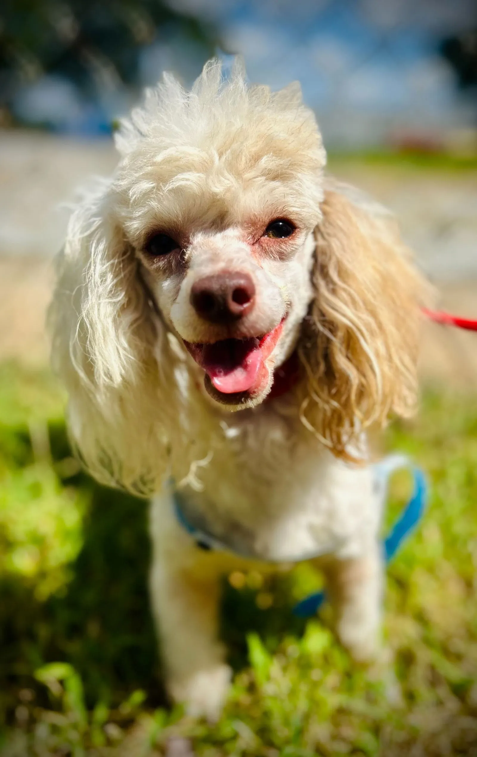 A black and white senior Toy Poodle with a friendly expression.