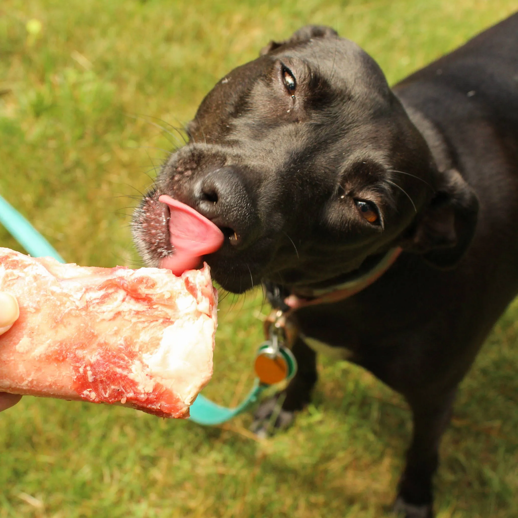 A black dog happily licks a raw bone in a grassy outdoor setting, enjoying its natural treat.