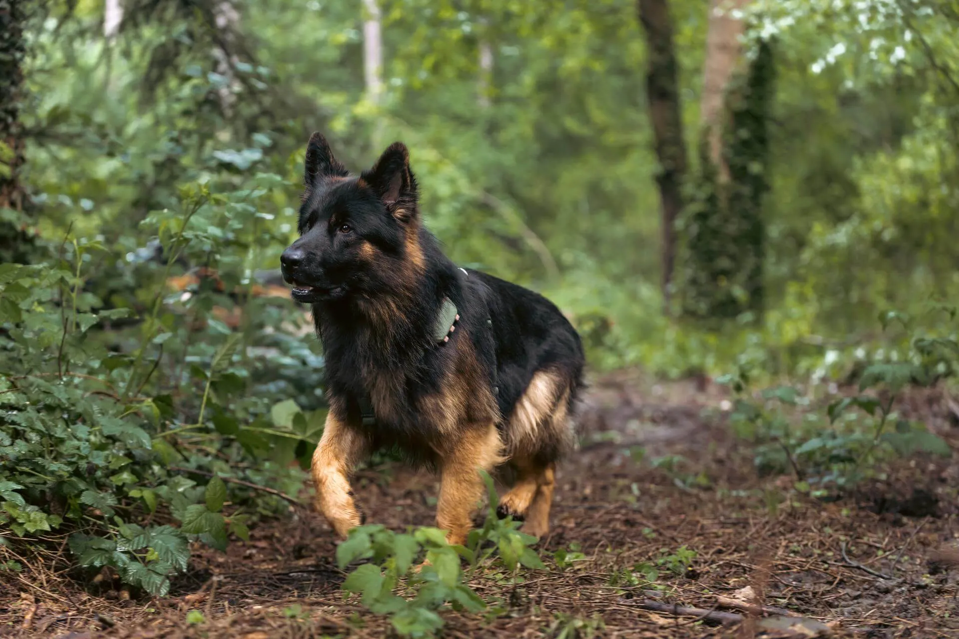 A black dog in a forest setting