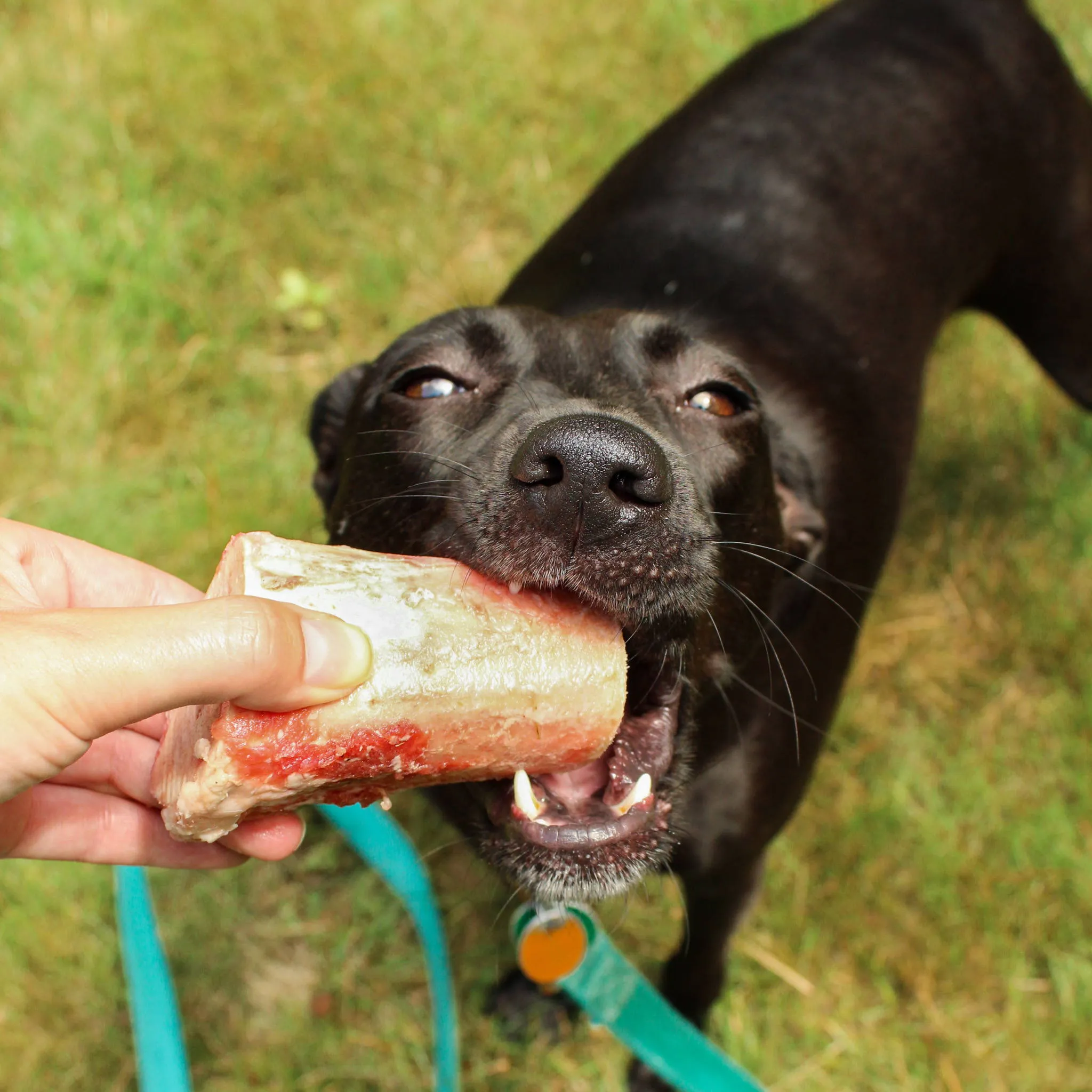 A black dog intently chews a raw bone amidst green grass, showcasing the natural chewing behavior.