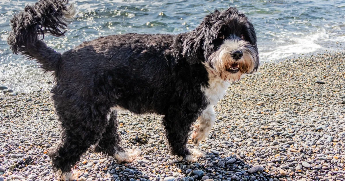 A black Portuguese Water Dog with a distinct white chest and beard walks along the water's edge, embodying athleticism.