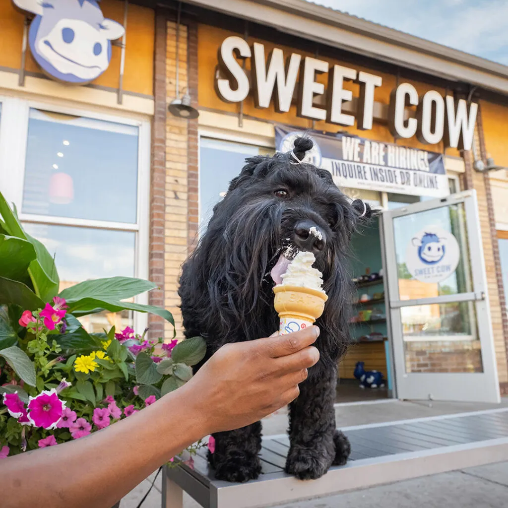 A Black Russian Terrier with a stylish haircut enjoying a whipped cream cone outside an ice cream shop.