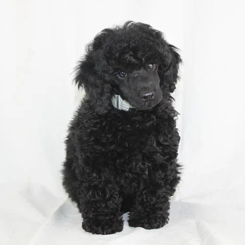 A black toy poodle sitting attentively