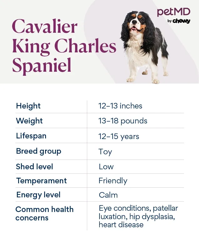 A Blenheim Cavalier King Charles Spaniel sitting attentively on a groomed lawn
