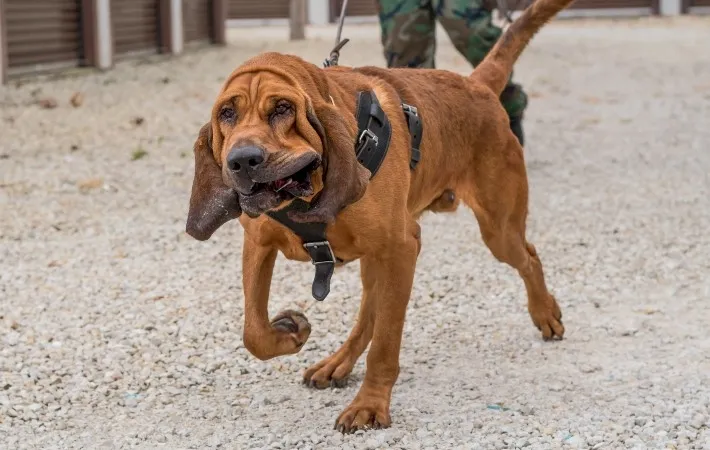 A Bloodhound intently tracking a scent, showcasing its powerful nose.