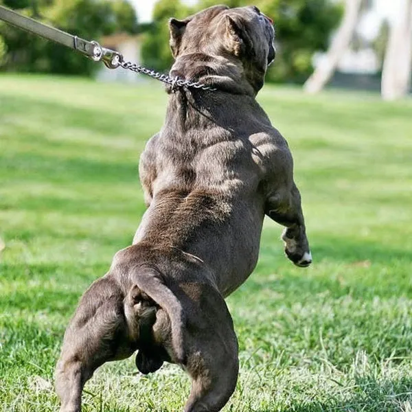 A blue nose Pit Bull terrier with a visibly improved muscular physique, enhanced by Bully Max supplements and targeted exercise.