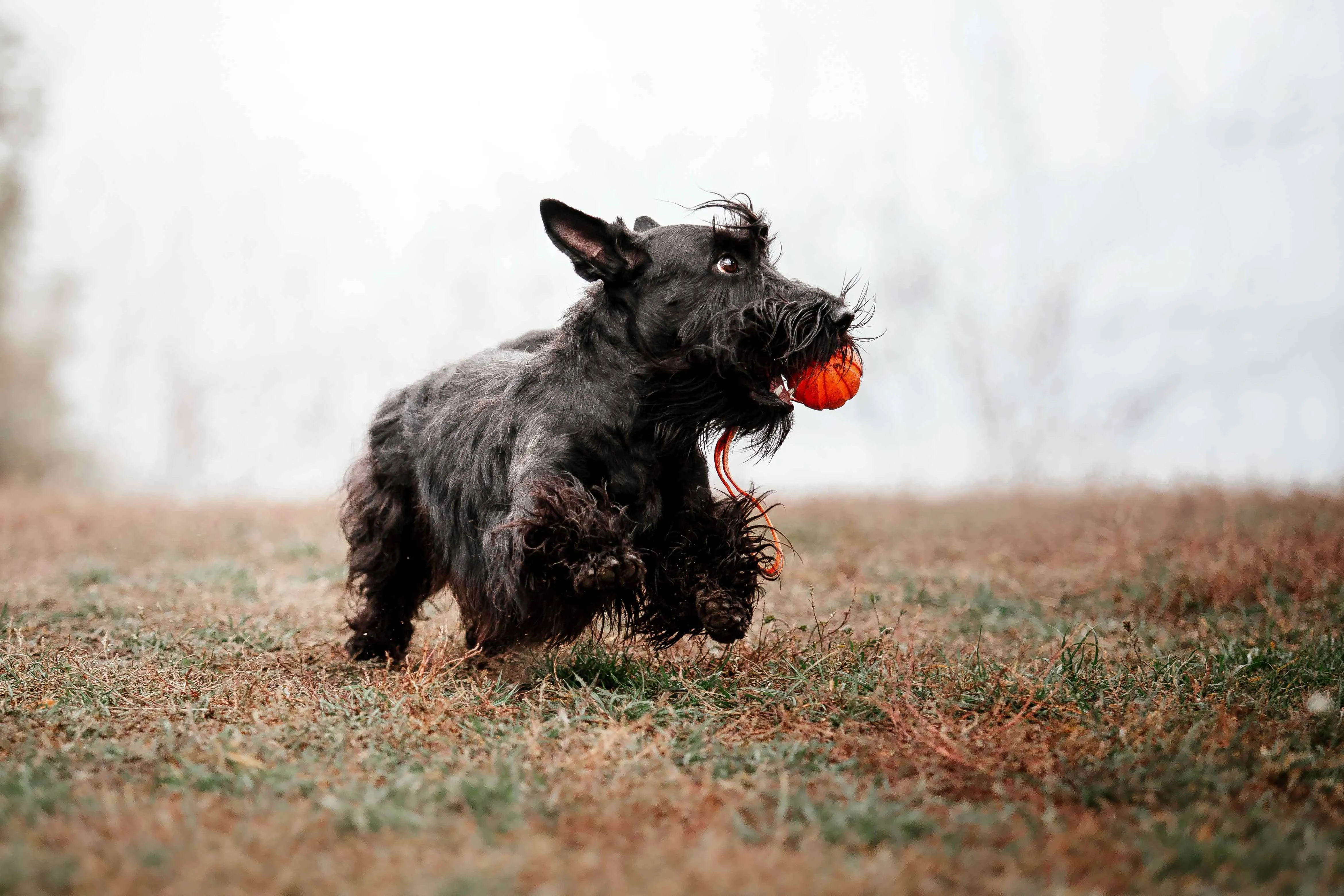 A bold black Scottish Terrier enthusiastically running with a red ball clenched in its mouth.