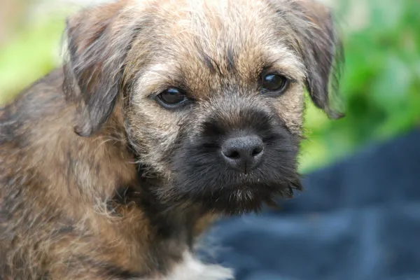 A Border Terrier looking robust