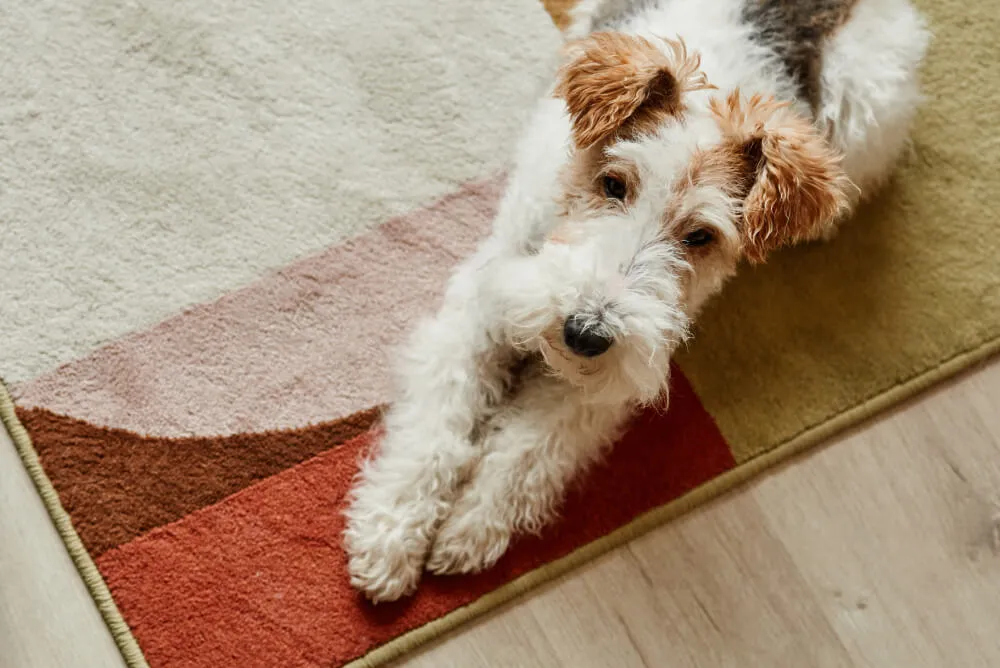 A bowl of premium freeze-dried dog food kibble, highlighting top choices for healthy canine nutrition.