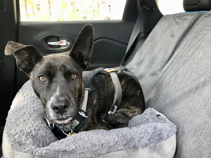 A brindle dog secured in a Ruffwear Load Up Harness in the back of a car
