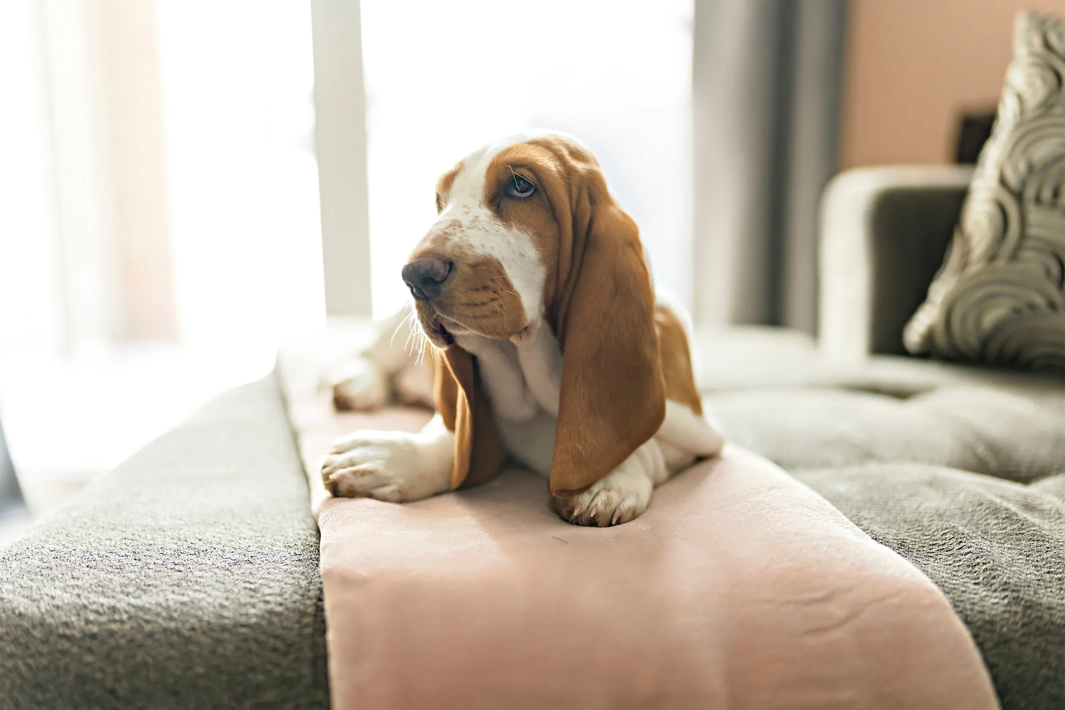 A brown and white Basset Hound lying comfortably on a soft bed