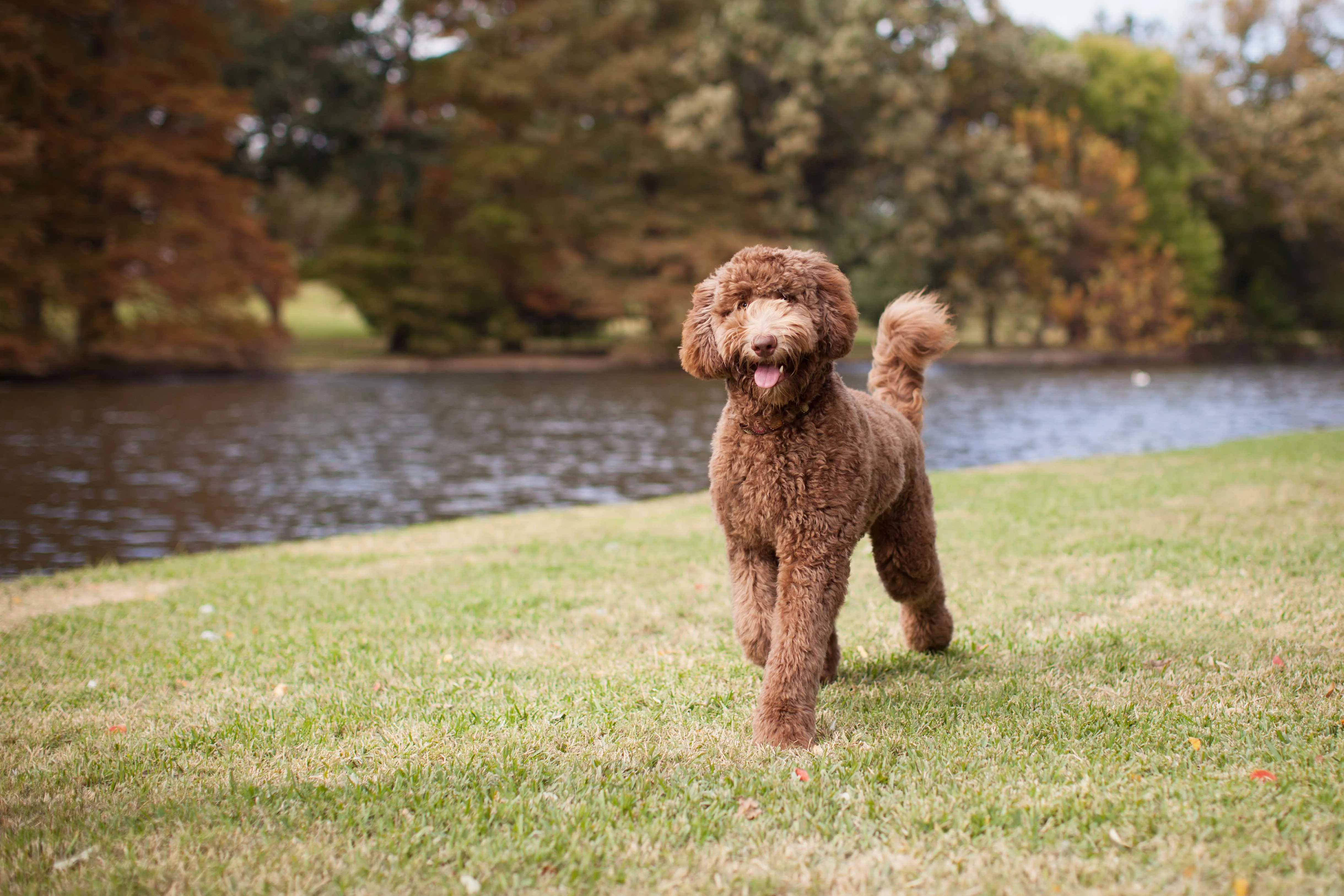 A brown Labradoodle walking happily in a park.