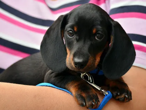 A brown long-bodied Dachshund dog standing on a leash, looking ahead