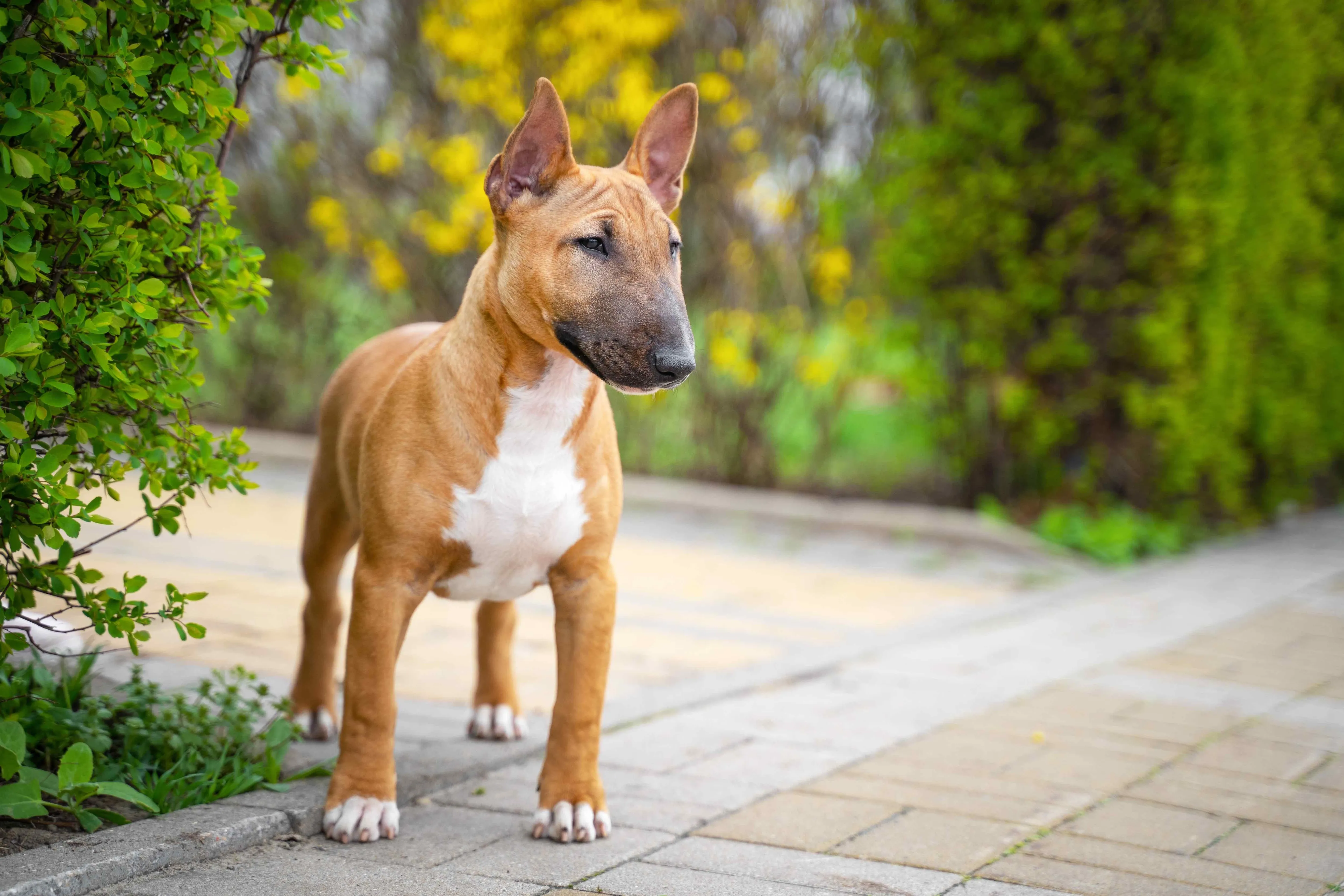 A brown miniature Bull Terrier dog standing outdoors