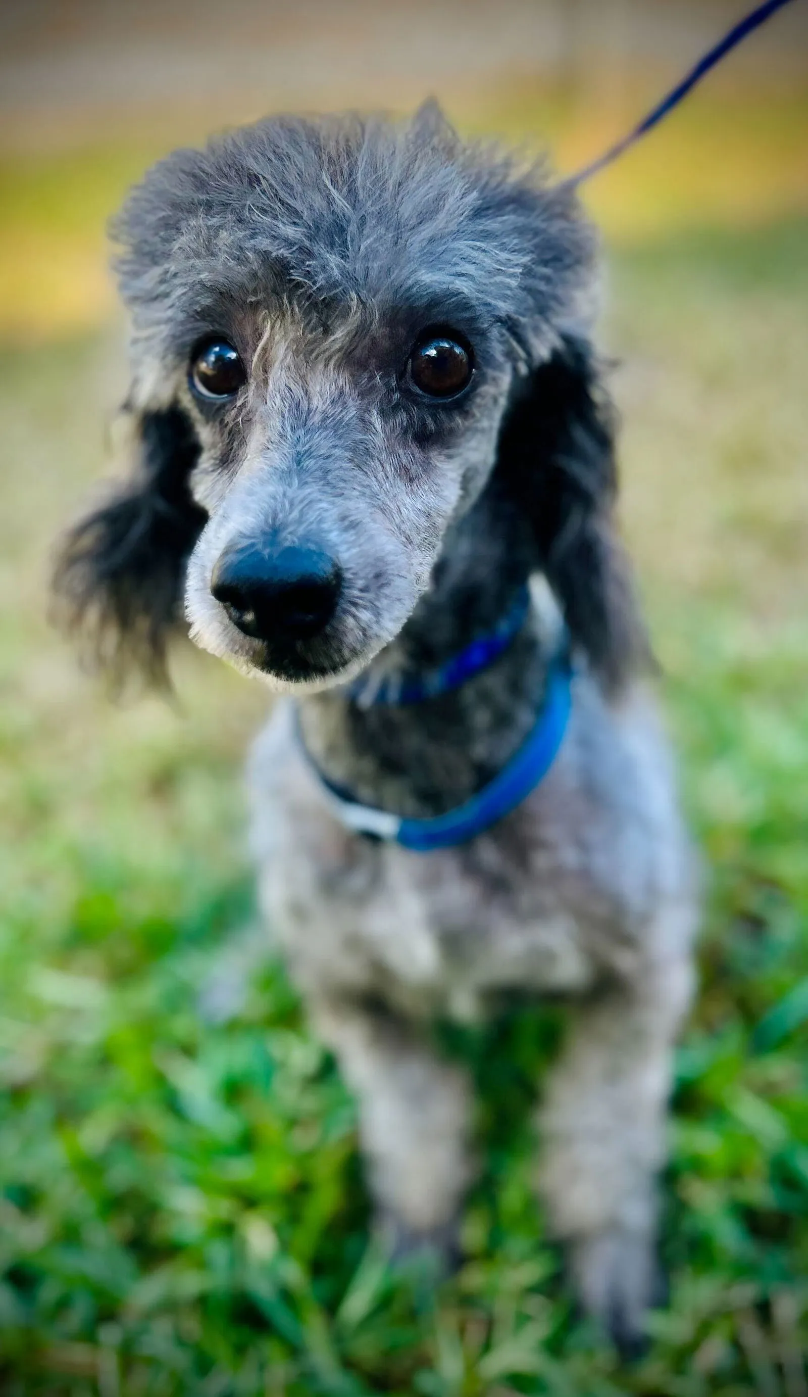 A brown senior Toy Poodle with soft, curly fur looking upwards.