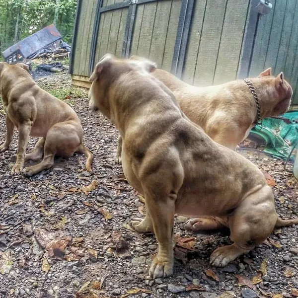 A Bully Max high-performance dog food bag next to a healthy dog.