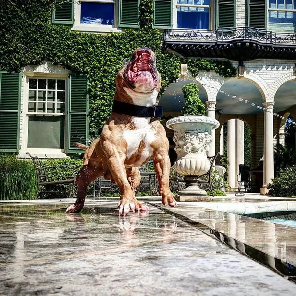 A Bully Max sponsored dog named Hachi, looking powerful.
