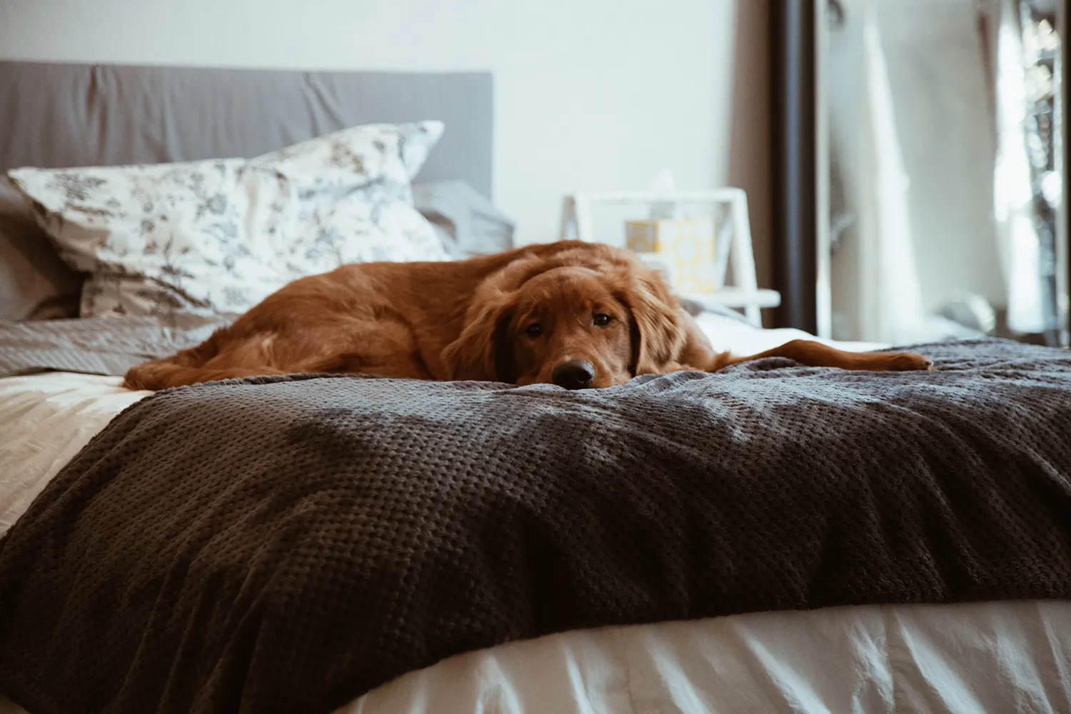 A calm Golden Retriever resting on a comfortable bed, illustrating how to comfort a sick dog.