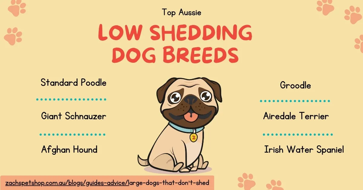 A cartoon pug surrounded by several suggestions of large dog breeds that don't shed