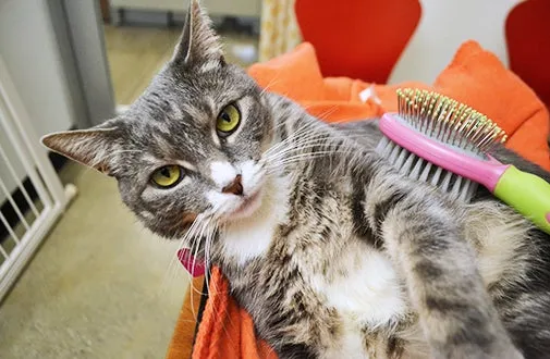 A cat being fed