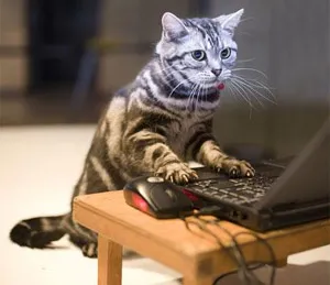 A cat looking disgruntled and writing in a diary