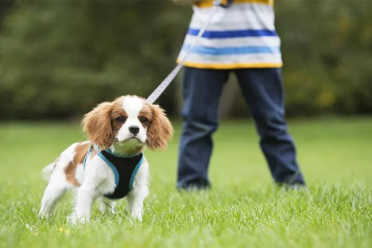 A Cavalier King Charles Spaniel puppy on a leash outdoors.