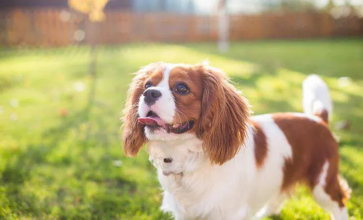 A Cavalier King Charles Spaniel sitting patiently on the grass