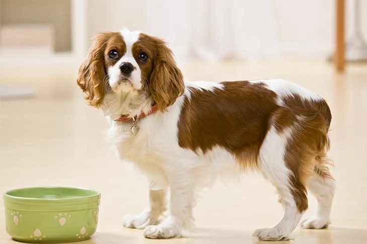 A Cavalier King Charles Spaniel stands beside its food bowl at home.