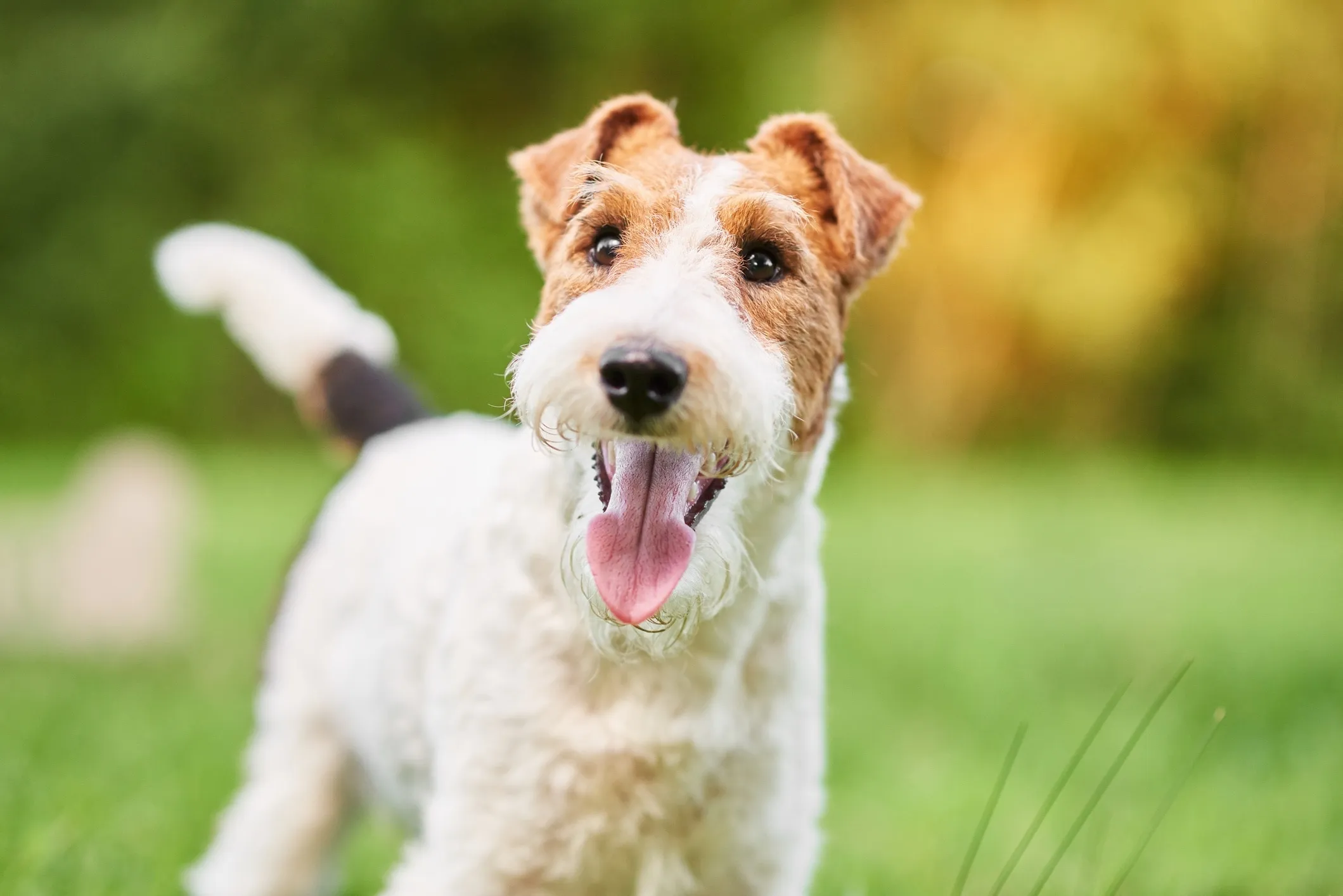 A charismatic Wire Fox Terrier with a happy expression, showcasing its dense, wiry coat.